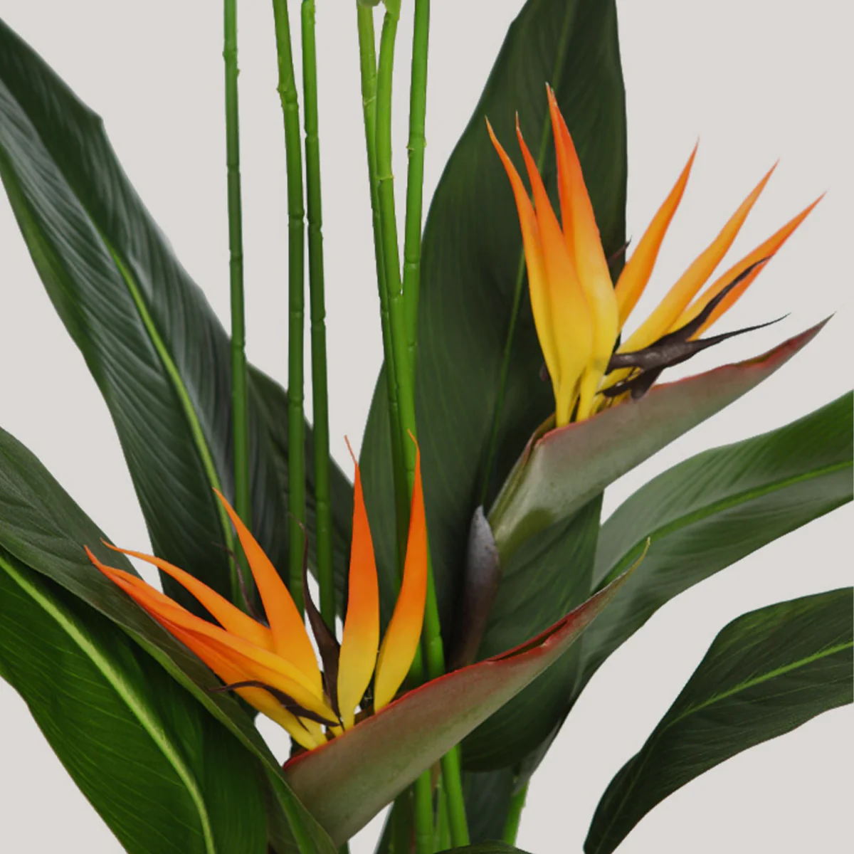 AVE DEL PARAÍSO 135 CM - Image 2