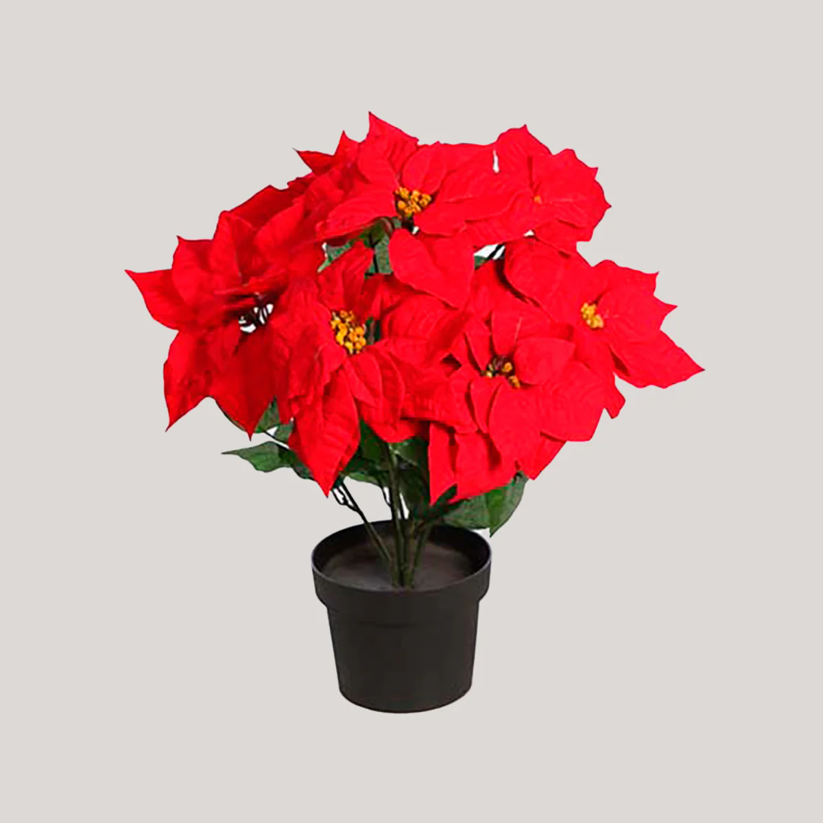 FLOR DE PASCUA 48CM