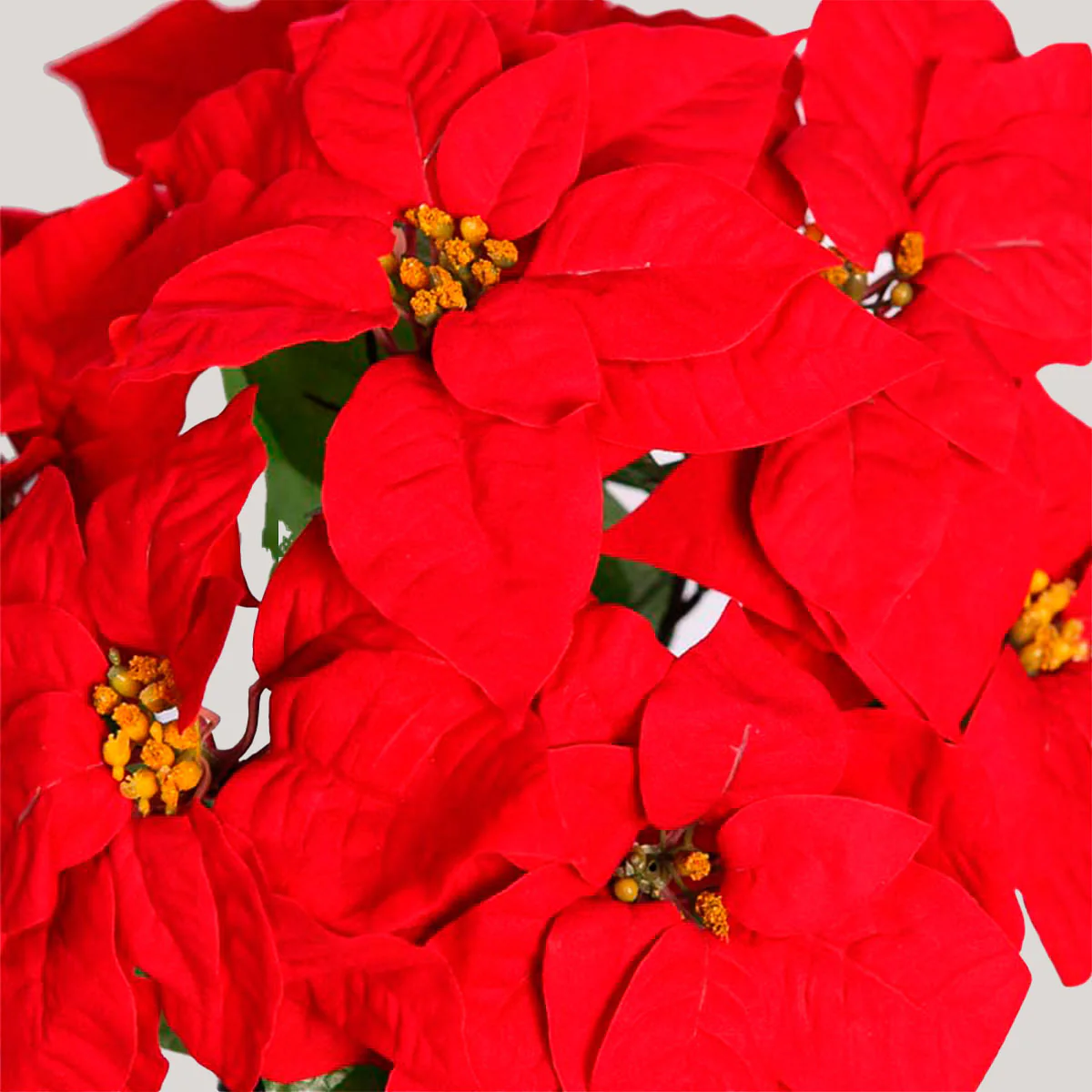 FLOR DE PASCUA 48CM - Image 2