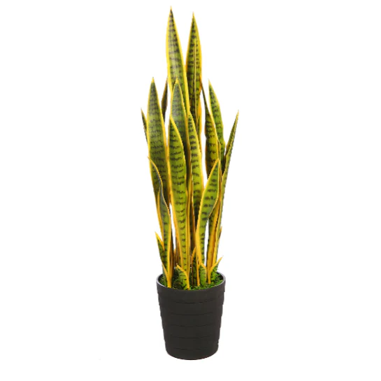 SANSEVIERIA 100CM