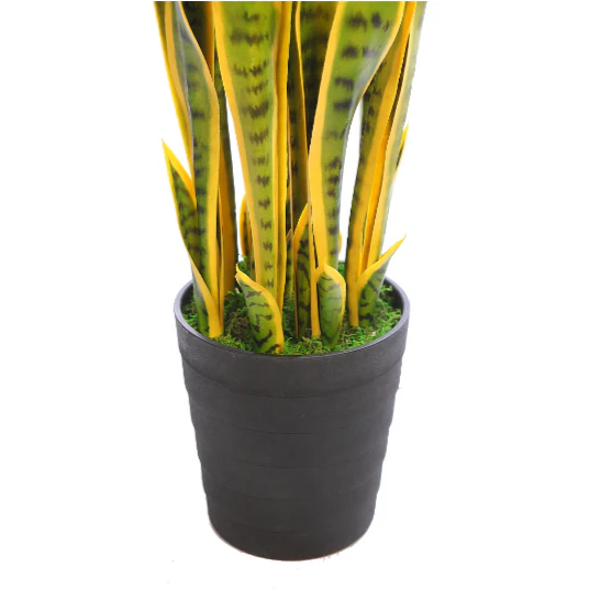 SANSEVIERIA 100CM - Image 2