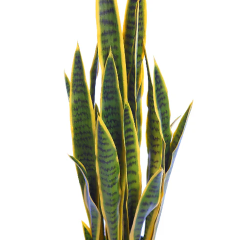 SANSEVIERIA 100CM - Image 3